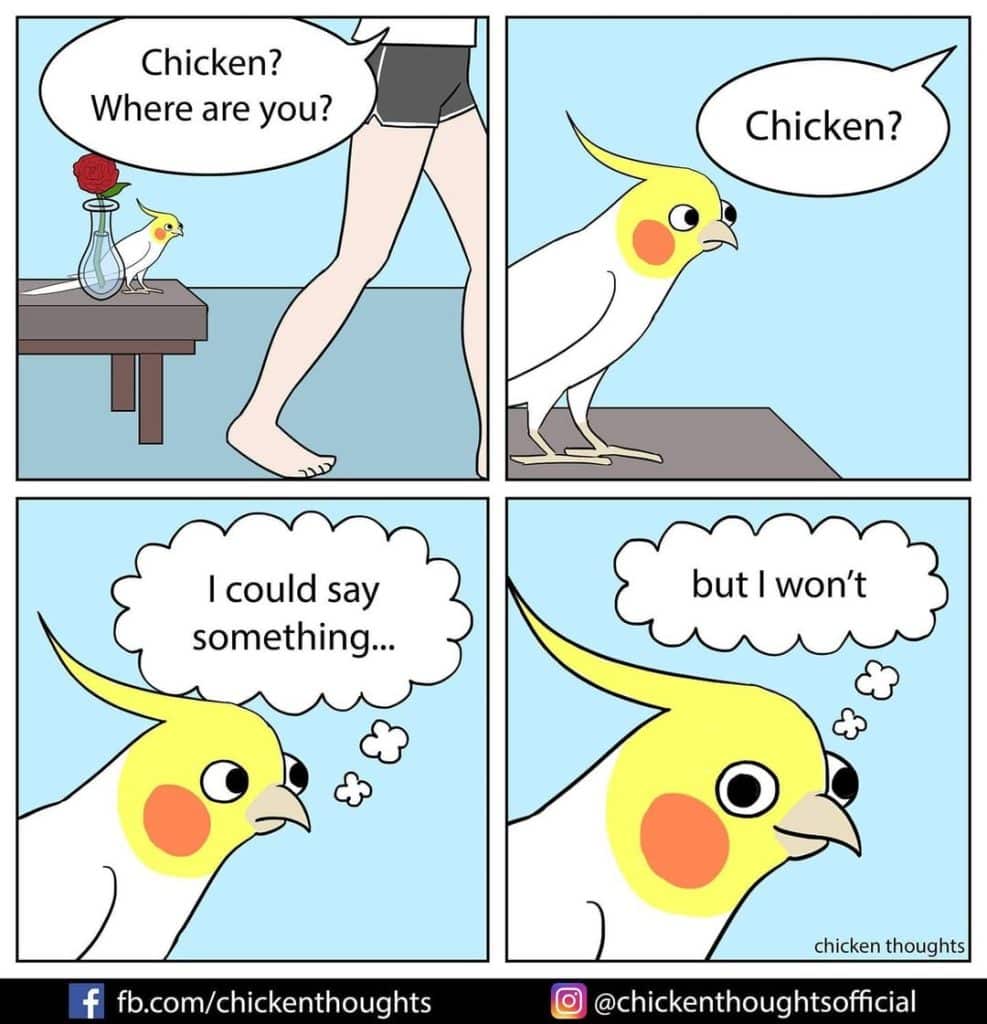 25 Funniest New comics about parrots, illustrated by the owner of the ...