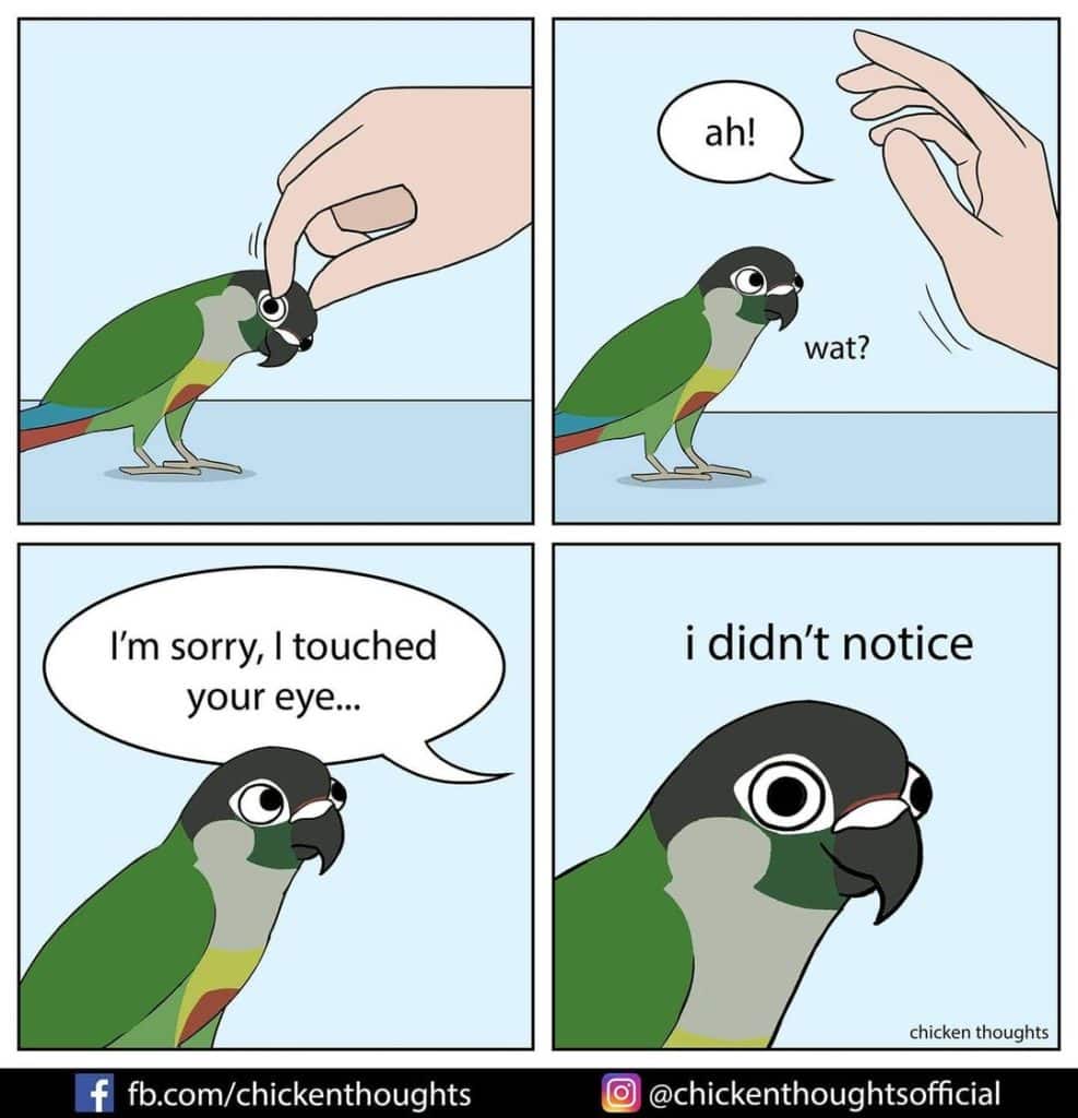 25 Funniest New Comics About Parrots Illustrated By The Owner Of The