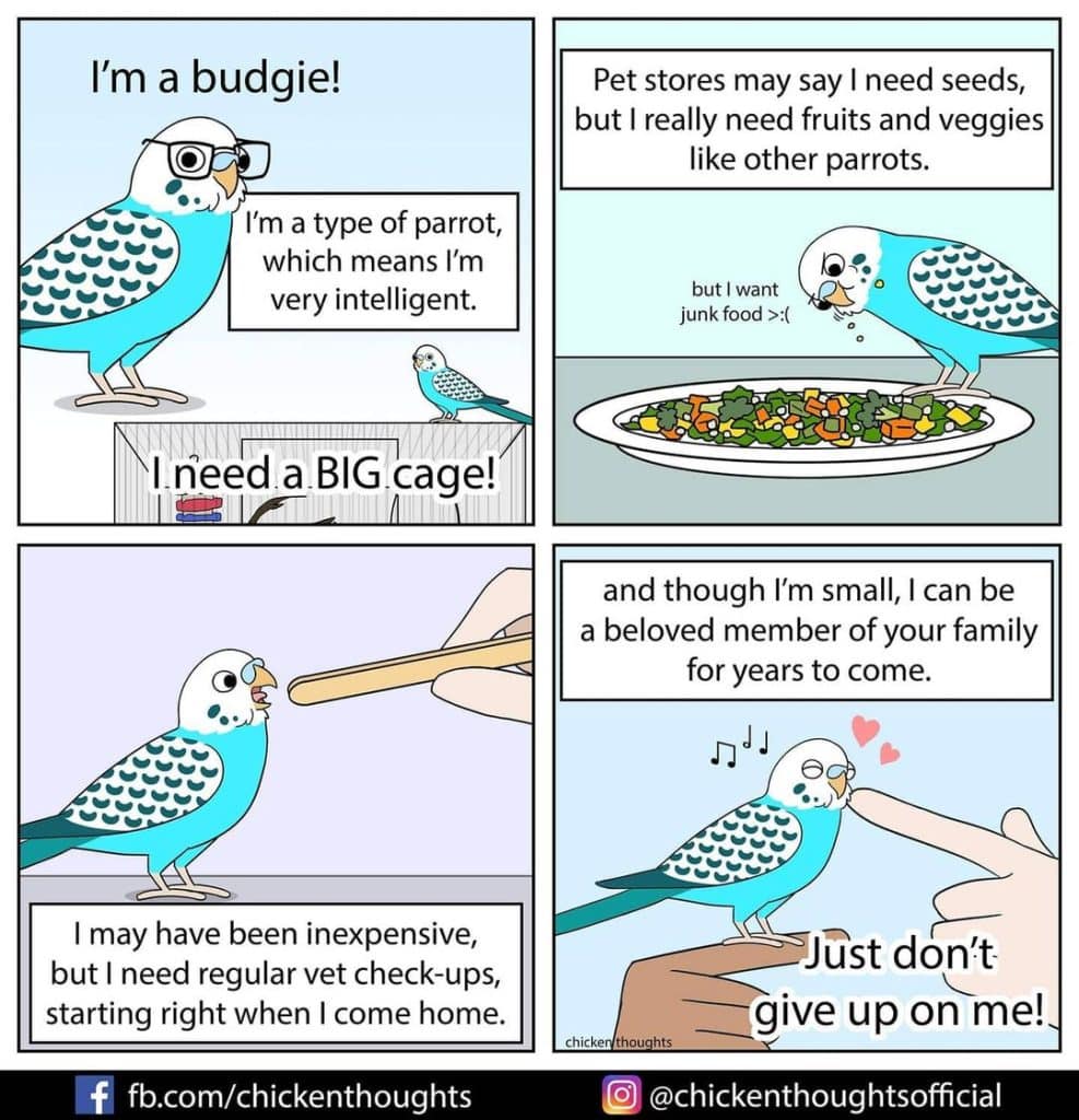 25 Funniest New Comics About Parrots Illustrated By The Owner Of The