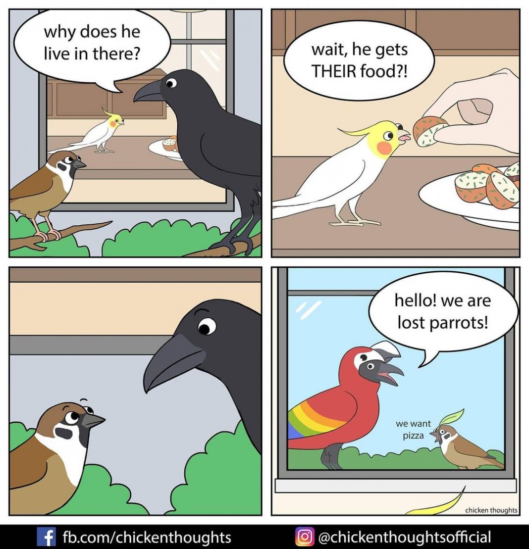 25 Funniest New Comics About Parrots Illustrated By The Owner Of The Birds Herself Bored Comics