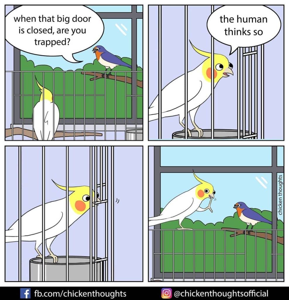 25 Funniest New Comics About Parrots Illustrated By The Owner Of The